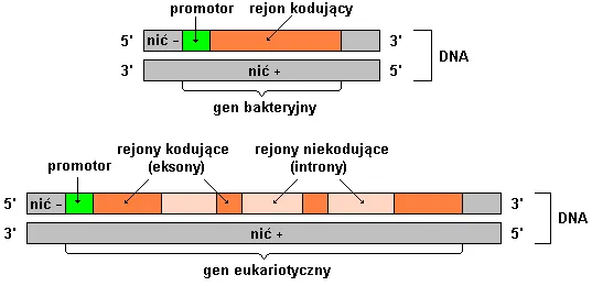 budowa genu schemat eksony introny promotor