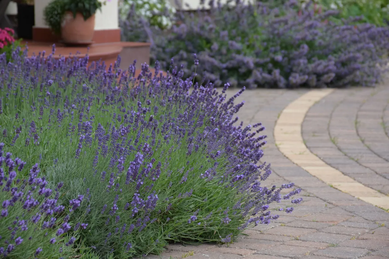 Sadzenie lawendy w ogrodzie