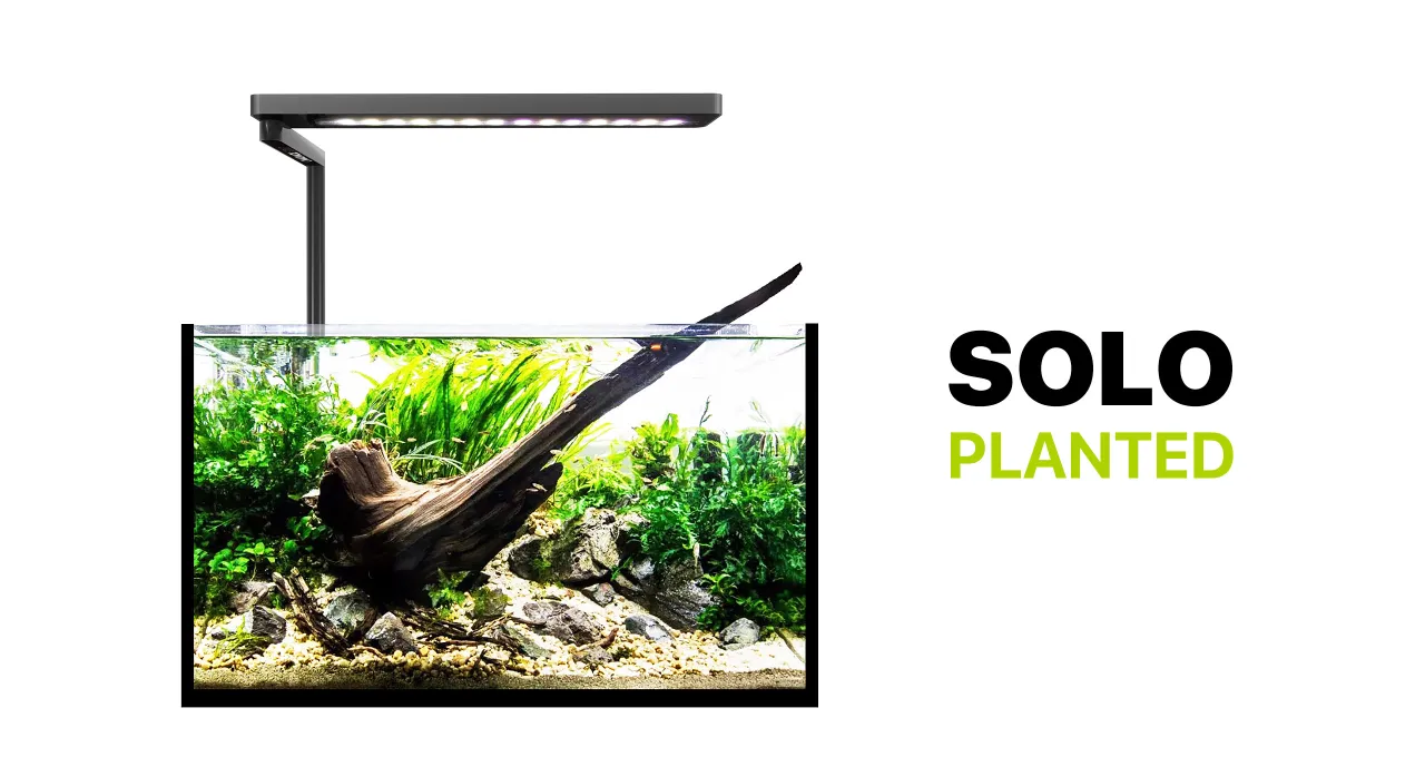 Nowoczesne oświetlenie LED nad akwarium 240l z bujną roślinnością i korzeniem. Idealne jakie oświetlenie do akwarium 240l dla roślin.
