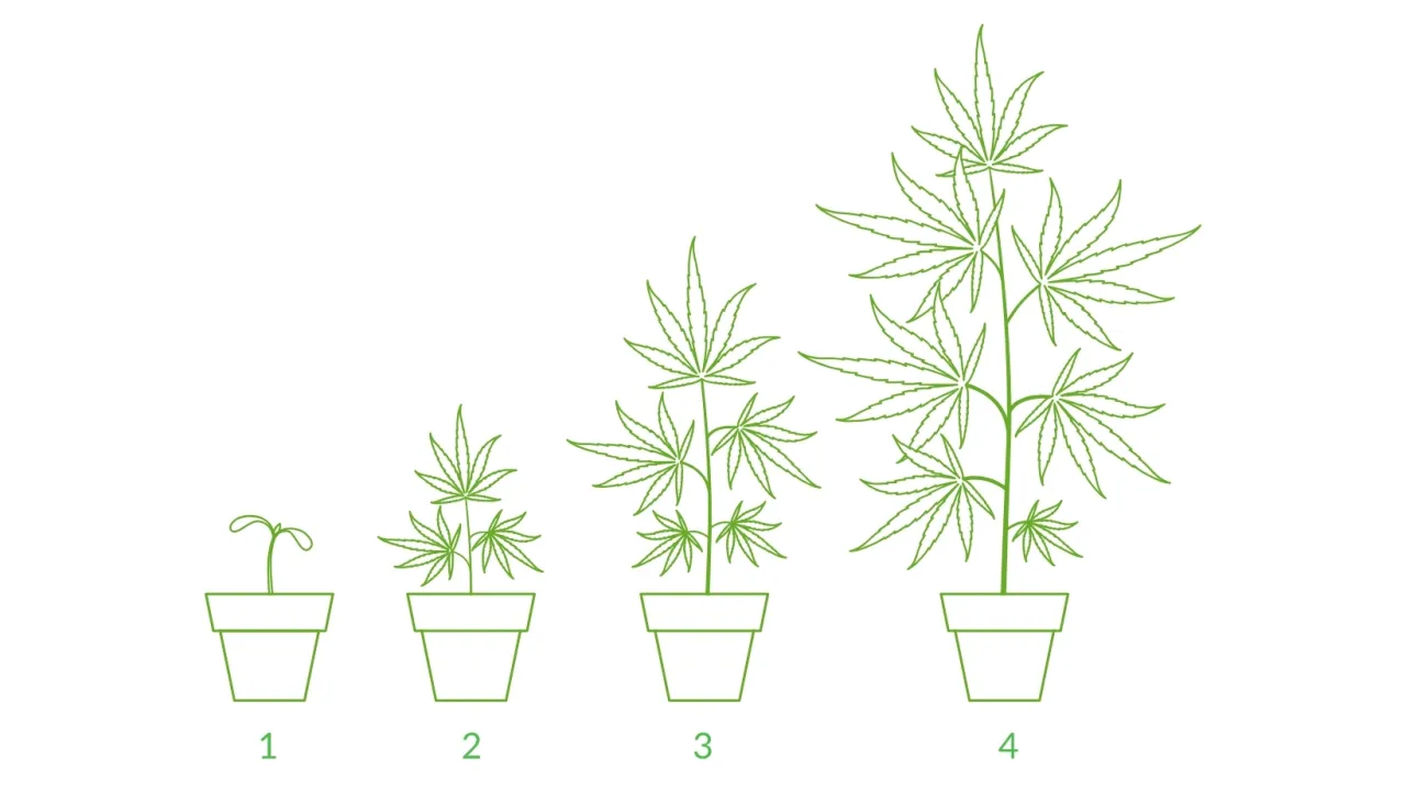 Marihuana cykl wzrostu od nasiona do zbioru