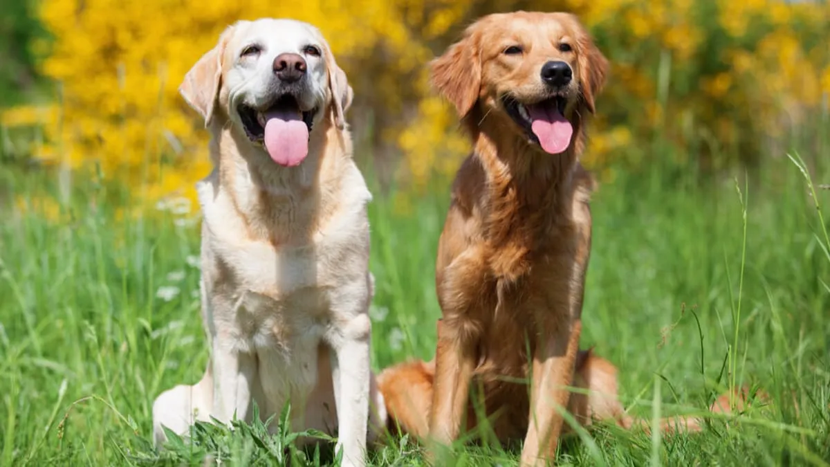Zdjęcie Czym się różni golden retriever od labradora? Kluczowe różnice i porady