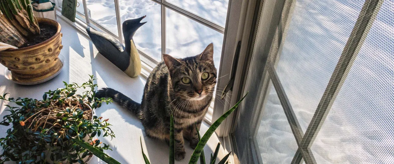 Zdjęcie Jak zabezpieczyć okno dachowe przed kotem, aby uniknąć wypadków