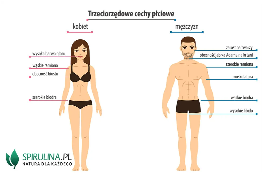 Zdjęcie Czym się różnią vansy damskie od męskich? Kluczowe różnice i porady