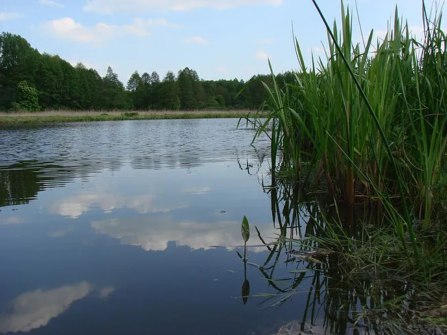 Zdjęcie Łowisko Krzesimów – idealne miejsce na wędkowanie z rodziną i przyjaciółmi