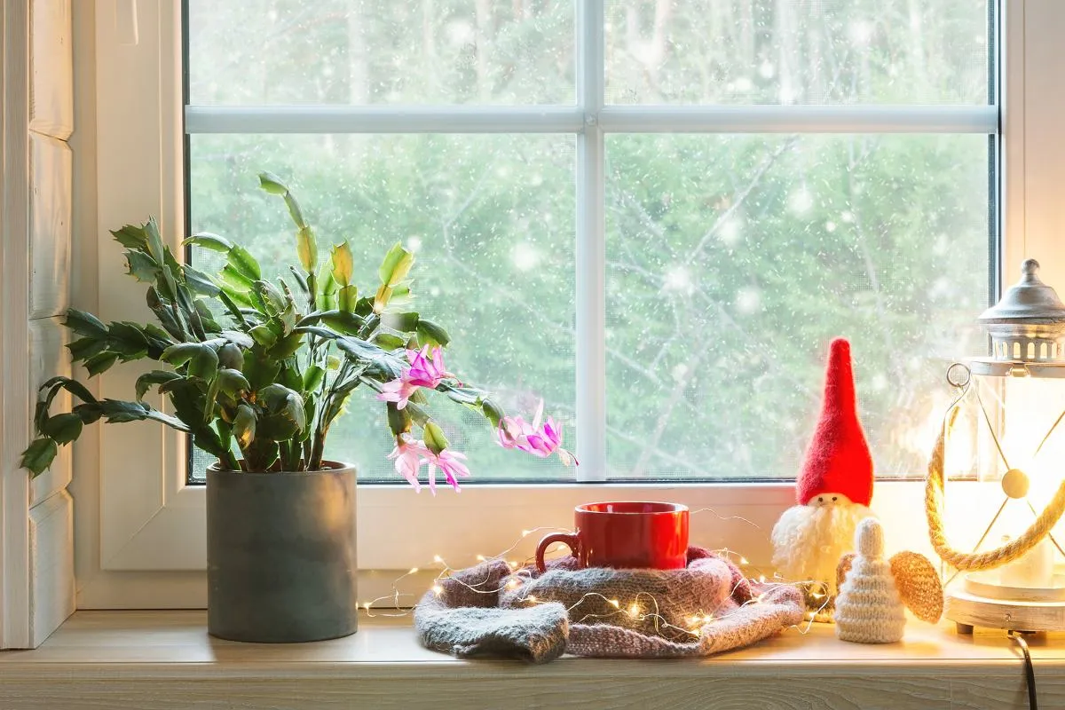 Zdjęcie Grudnik: Jak pielęgnować, by pięknie kwitł? Poradnik