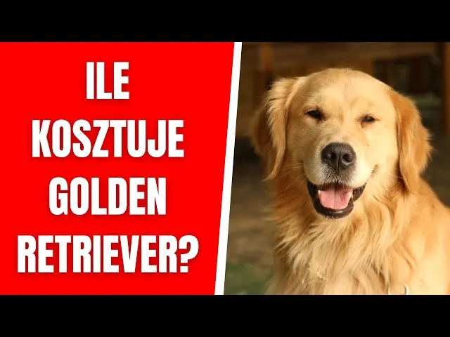 Zdjęcie Ile kosztuje pies golden retriever? Ceny, które zaskoczą każdego