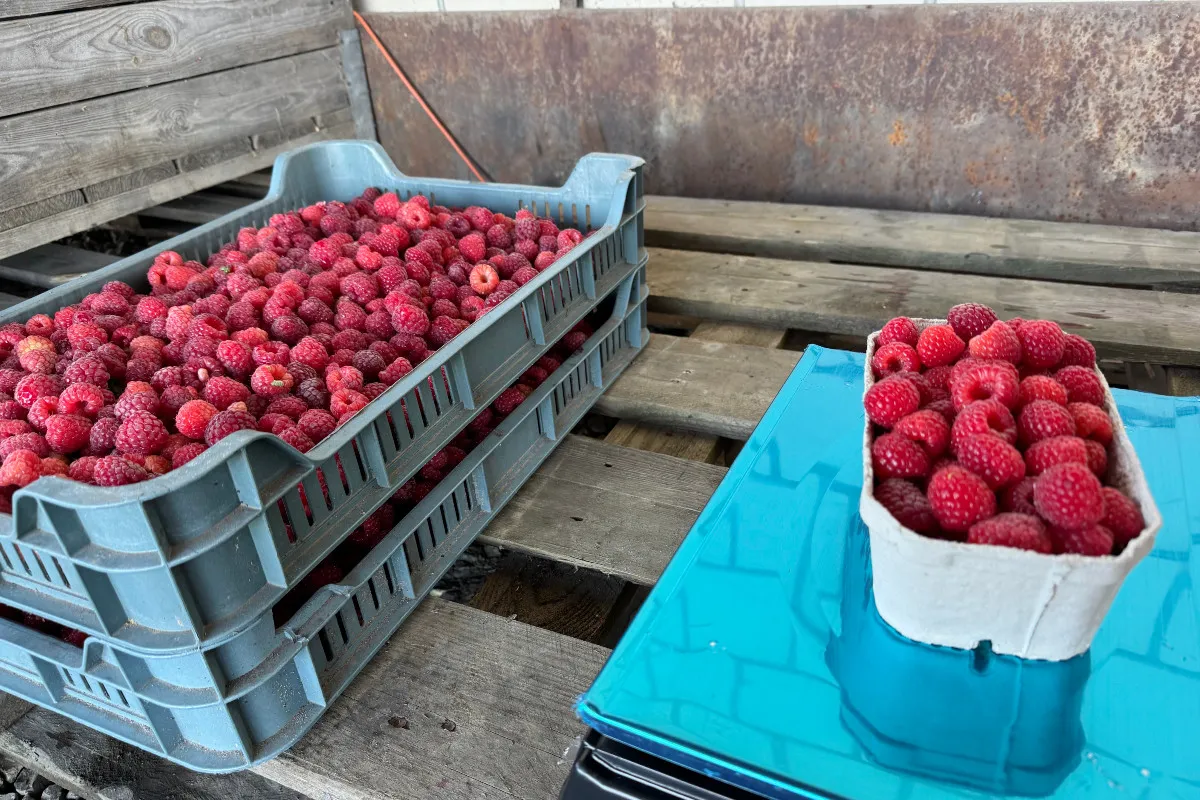 Zdjęcie Ile kosztują maliny na skupie? Ceny, które zaskoczą każdego rolnika