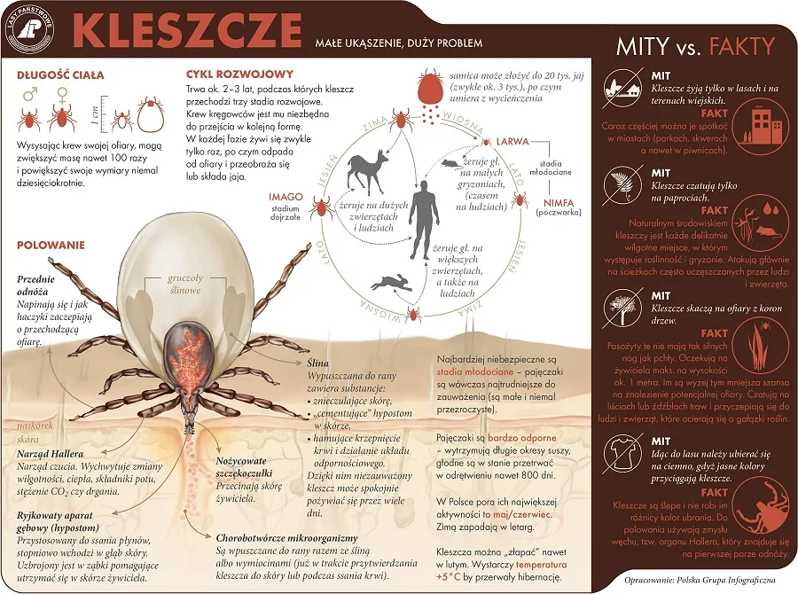 Zdjęcie Czym żywią się kleszcze i jak uniknąć ich ukąszeń?