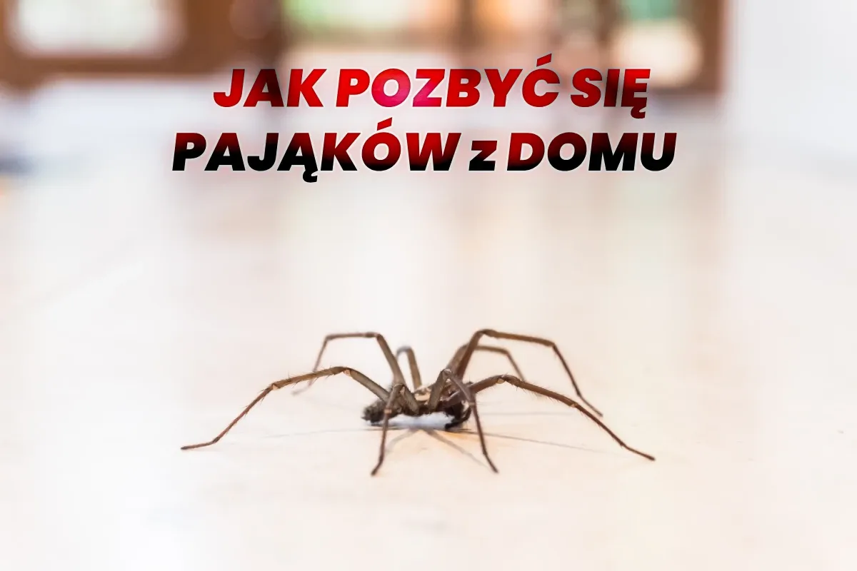 Zdjęcie Skuteczne sposoby na to, czym odstraszyć pająki z domu i uniknąć ich obecności