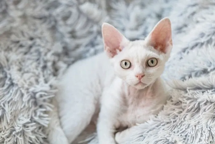 Zdjęcie Jak zadbać o Devon Rex: pielęgnacja, zdrowie i aktywność kota