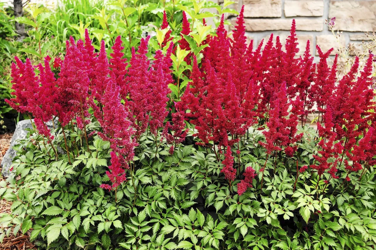 Zdjęcie Kwiaty do cienia: 30+ gatunk&oacute;w, kt&oacute;re rozświetlą Tw&oacute;j ogr&oacute;d