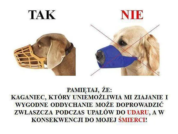Zdjęcie Kaganek oświaty czy kaganiec oświaty – poznaj różnice i znaczenie