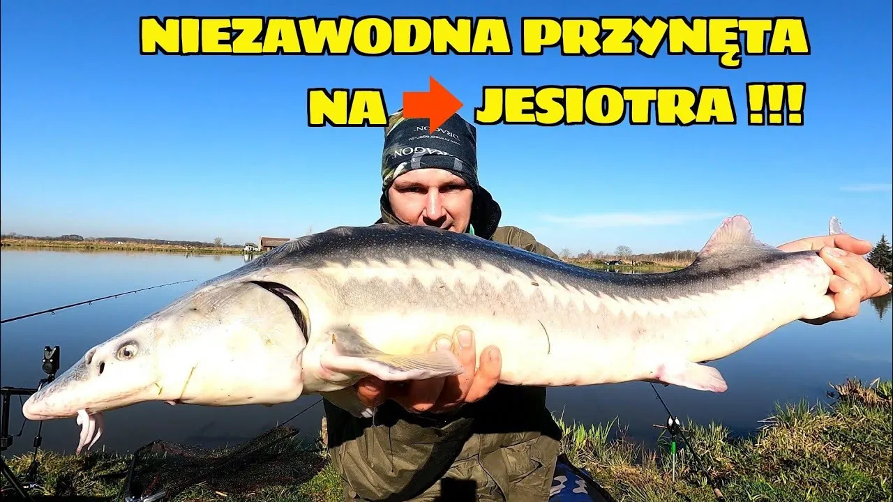 Zdjęcie Skuteczna przynęta na jesiotra – uniknij błędów i złów więcej ryb