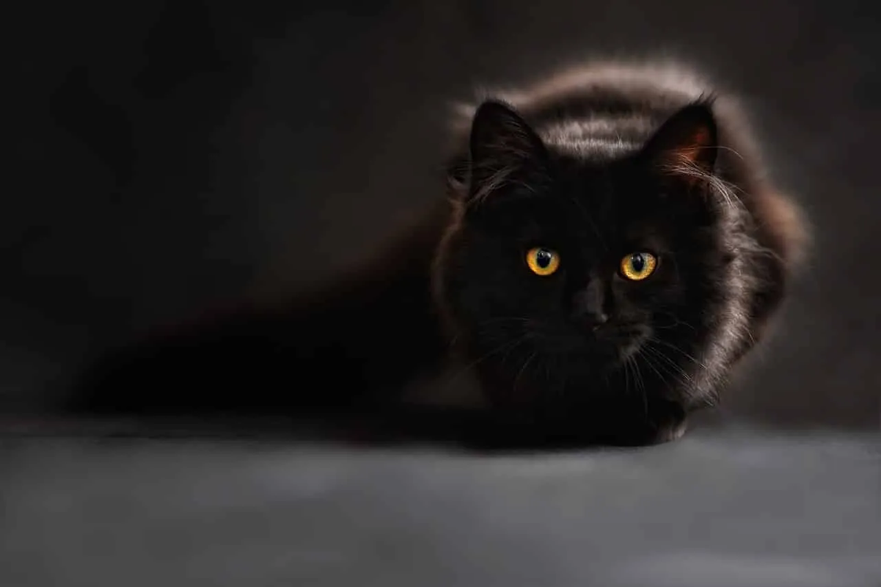 Zdjęcie ¿Por qué mi gato me mira fijamente? 5 razones sorprendentes que debes saber