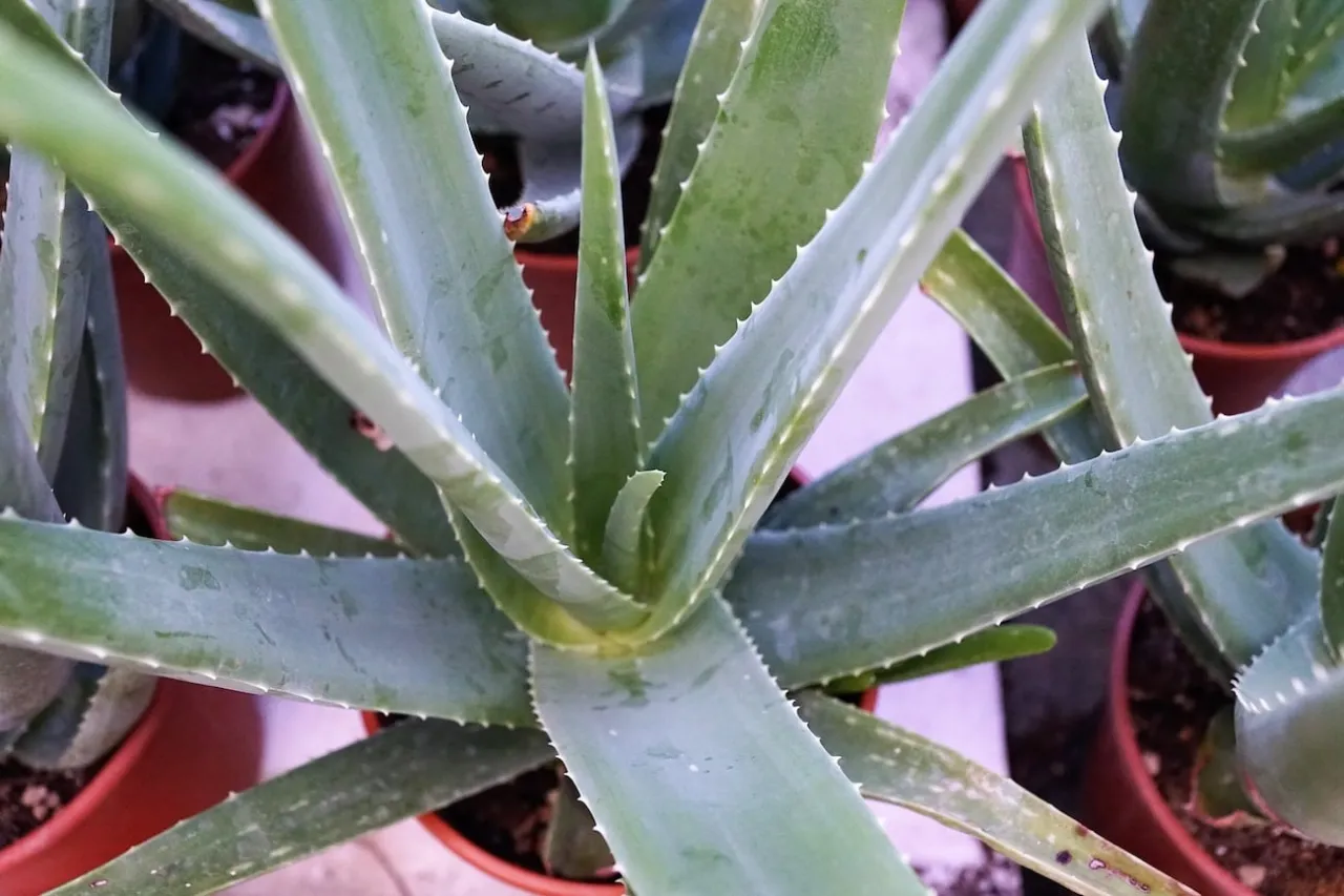 Zdjęcie Aloes - odmiany, właściwości i zastosowanie w pielęgnacji
