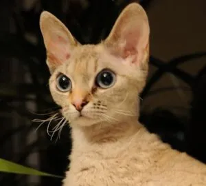Zdjęcie Devon Rex dla alergika – czy to naprawdę hypoalergiczny kot?