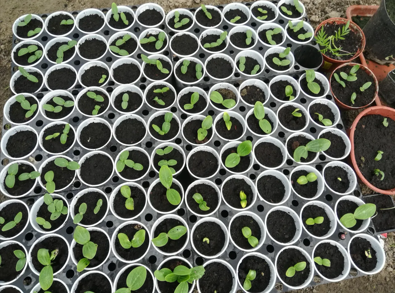 Kalendarz siewu ogórków rozsada