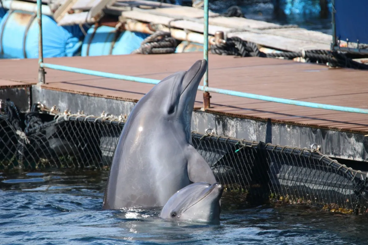 delfiny w niewoli kontra dzikie
