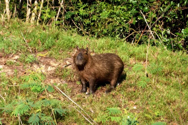 Kapibary w Pantanalu Brazylia