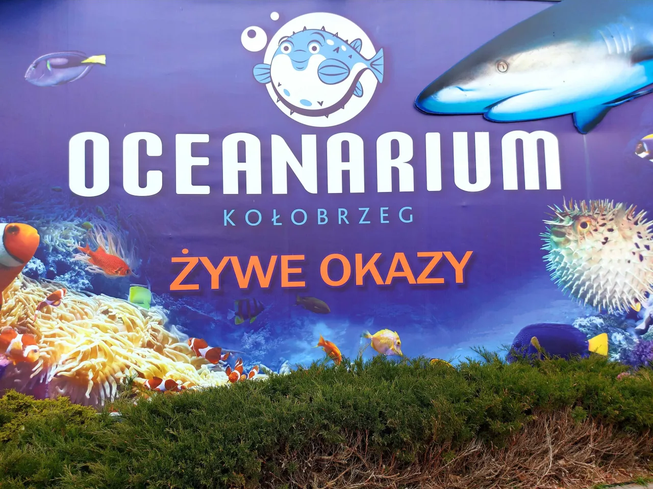 Oceanarium Kołobrzeg mapa lokalizacja