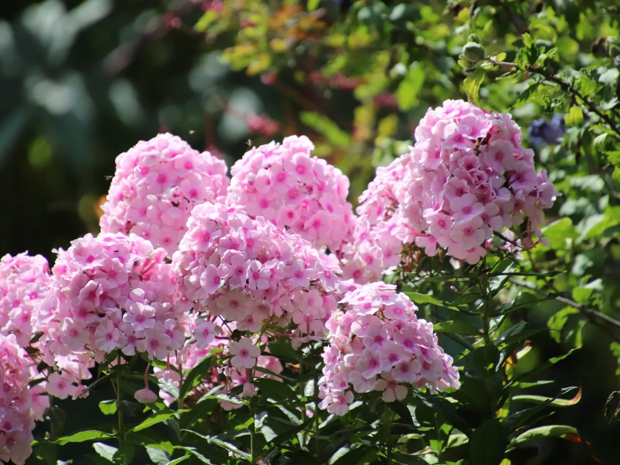 Sadzenie floksów wiechowatych krok po kroku
