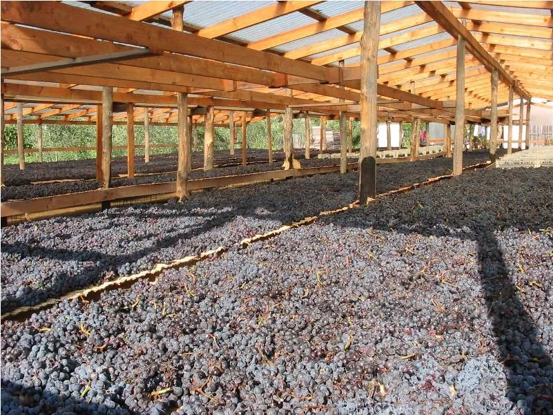 Processo produzione Aleatico Passito Elba