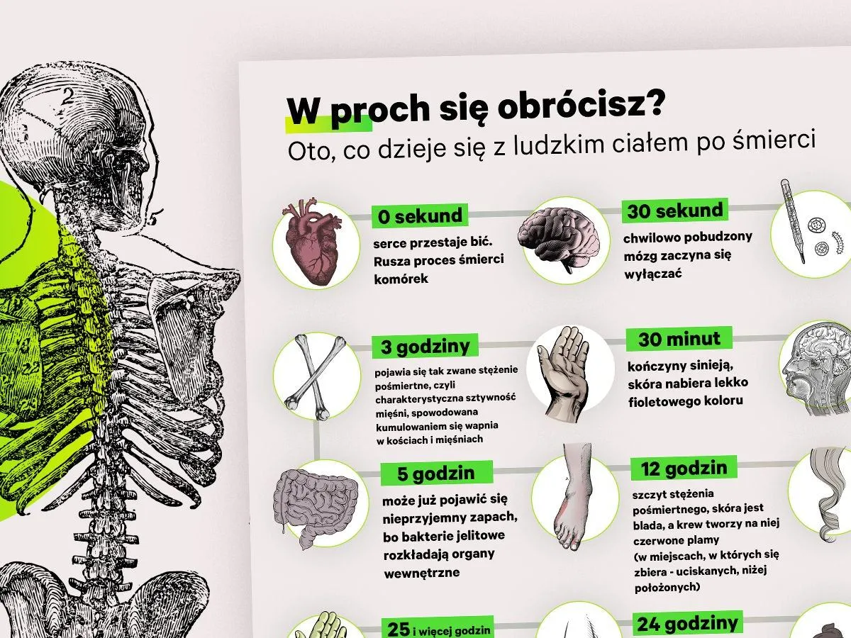 Ilustracja przedstawia schemat ludzkiego szkieletu i opisuje, co się dzieje po śmierci: od zatrzymania serca po rozkład ciała.