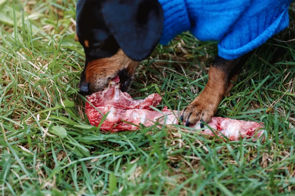 Niebezpieczne bakterie w surowym kurczaku dla psa