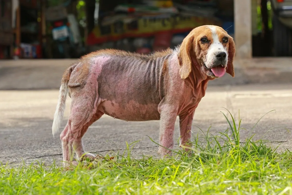 Pies z rozległymi zmianami skórnymi nużyca