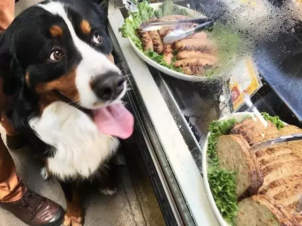 pies jedzący zbilansowany posiłek