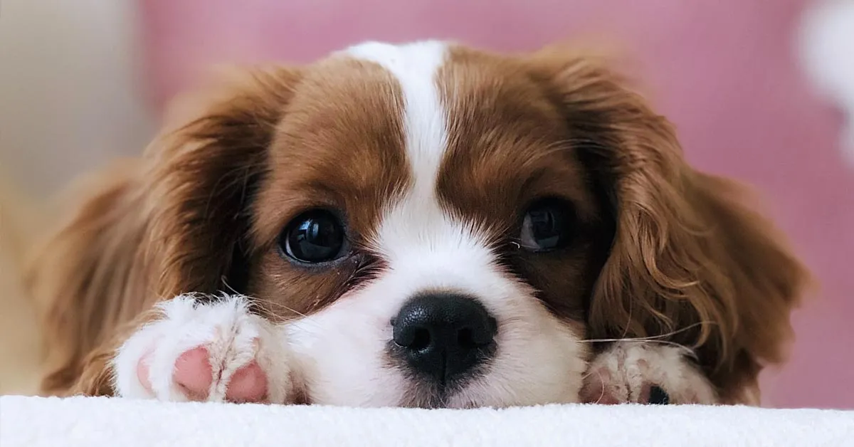 szczeniaki z matką zabawa