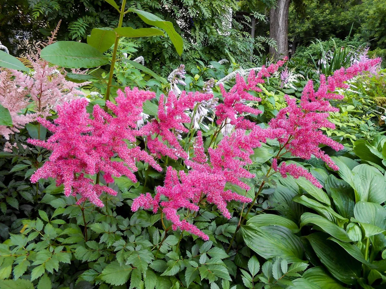 Kwitnące tawułki w odcieniach r&oacute;żu i bieli, otoczone bujną zielenią. Dowiedz się, jak przycinać tawułki, by cieszyć się ich pięknem.