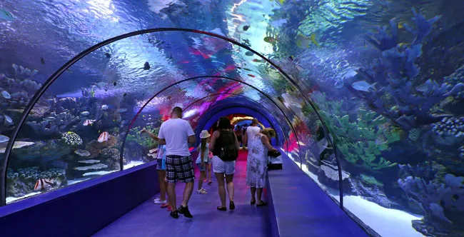 Zdjęcie Największe oceanarium w Polsce: co warto zobaczyć w Afrykarium