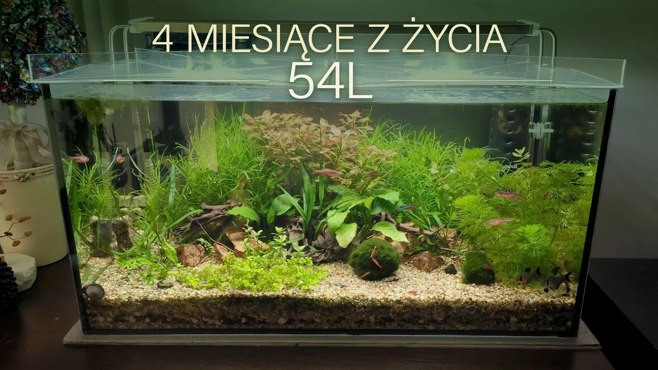 Akwarium 54l z roślinami i dekoracjami