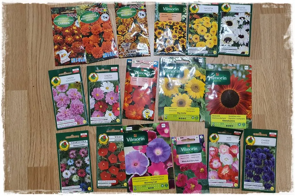 kalendarz siewu aksamitek rozsada