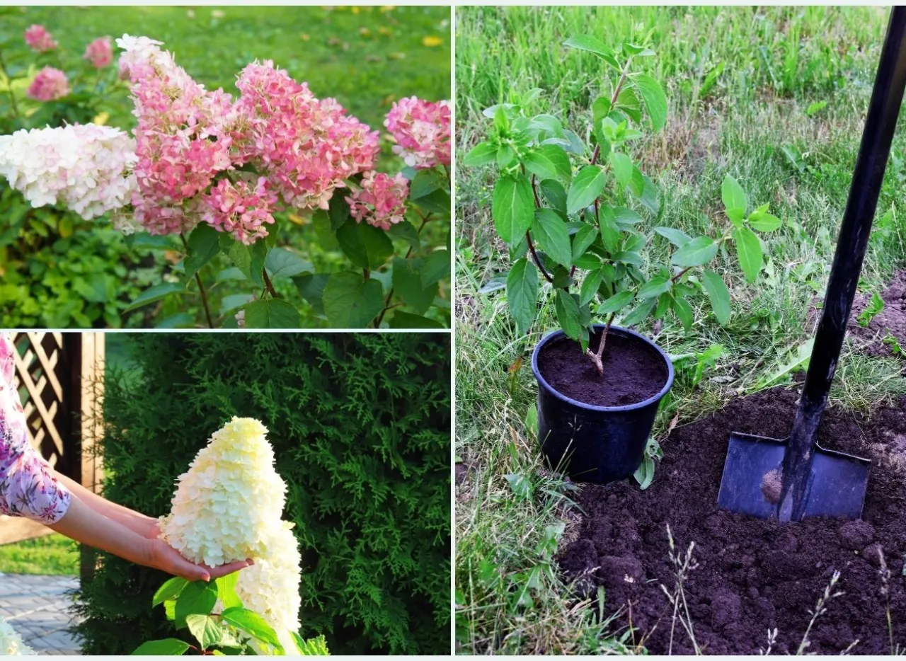 pielęgnacja młodej hortensji bukietowej