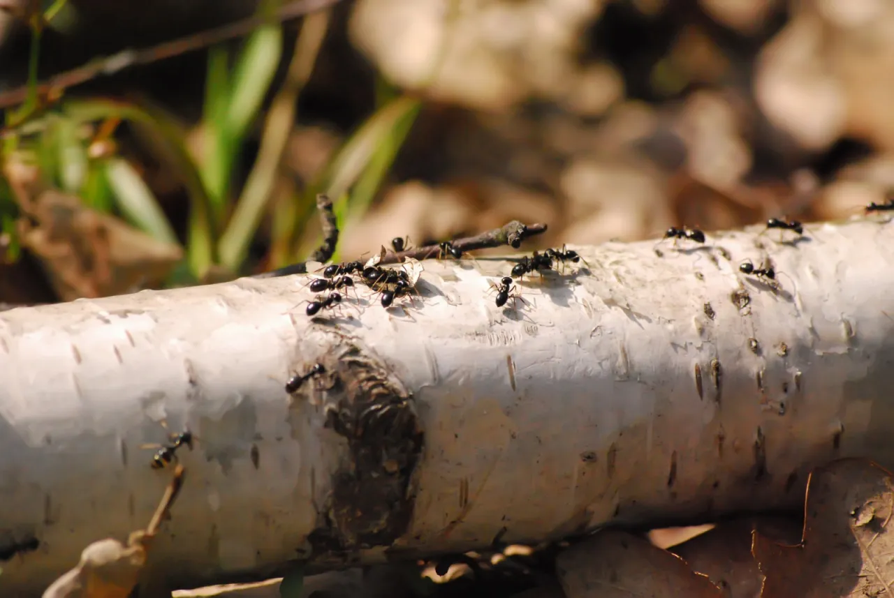 Preparaty chemiczne na mr&oacute;wki w ogrodzie