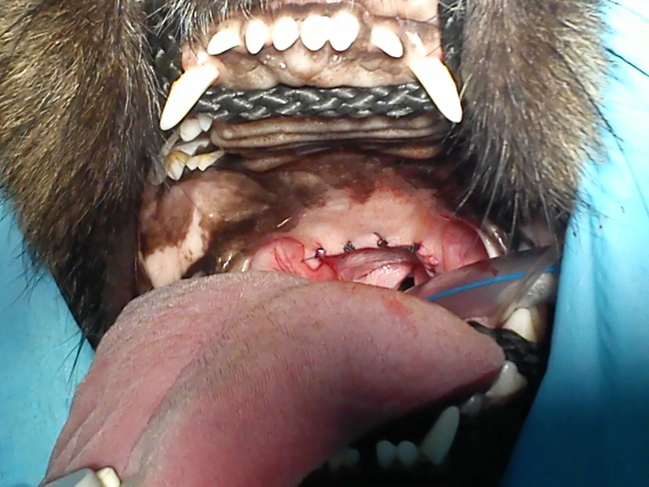 pies brachycefaliczny anatomia dróg oddechowych