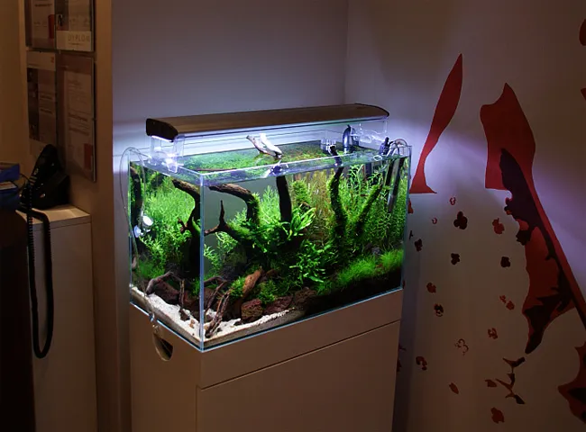 Aranżacja hardscape akwarium 60l