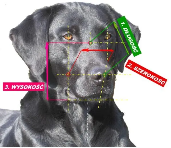 jak zmierzyć pysk psa do kagańca