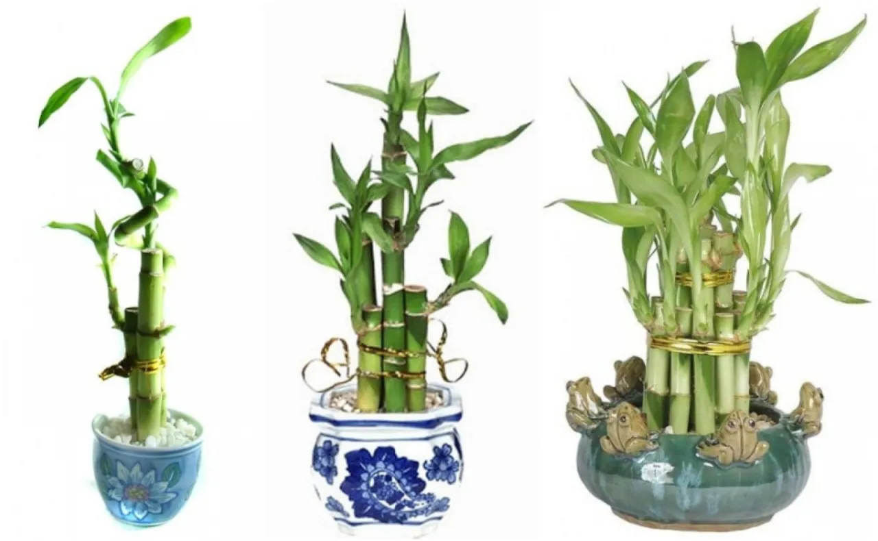 Korzenie bambusa w doniczce