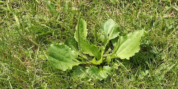 Najczęstsze chwasty na trawniku w Polsce zdjęcia