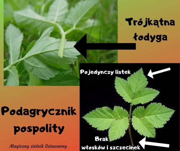 Podagrycznik pospolity liście i łodyga por&oacute;wnanie