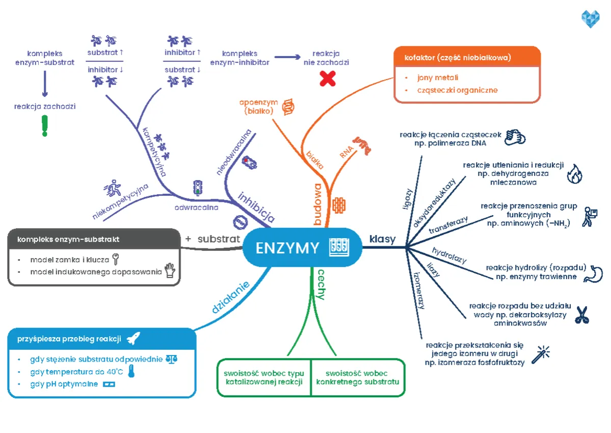 Uczeń z mapą myśli z biologii