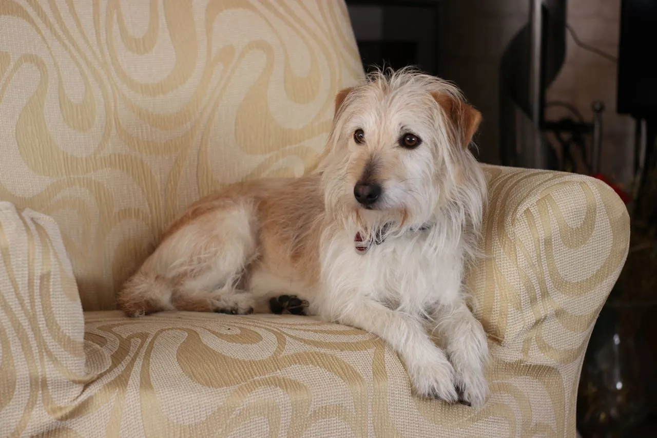 Wpływ lek&oacute;w na narządy wewnętrzne psa