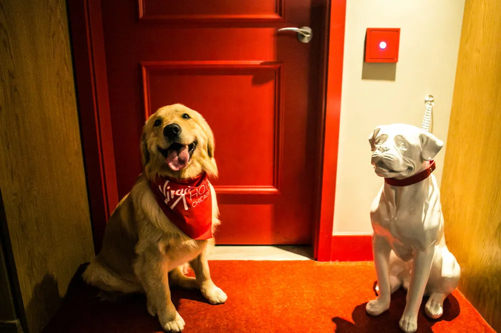 pies w hotelu recepcja