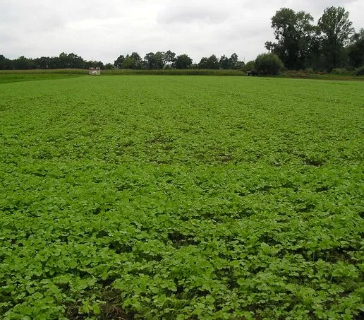 Pole z nawozami zielonymi rośliny bobowate