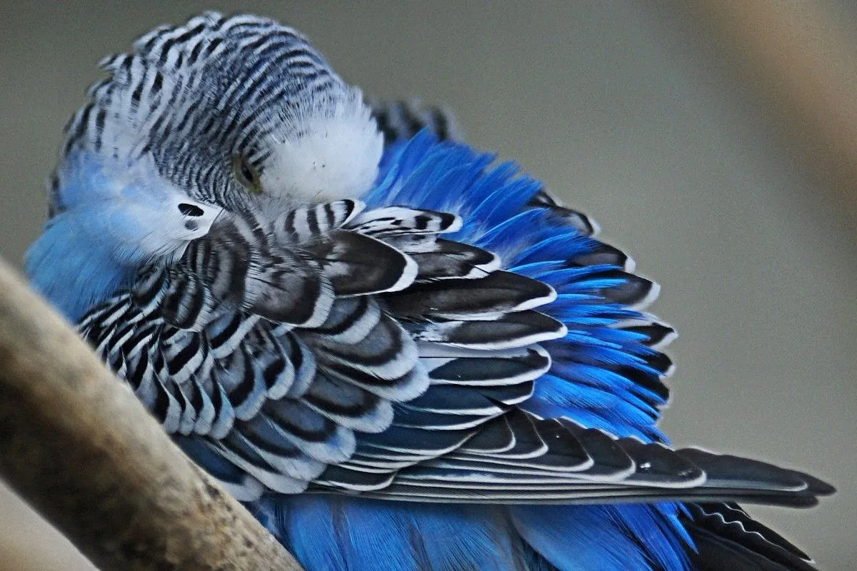 papuga śpiąca na jednej nodze