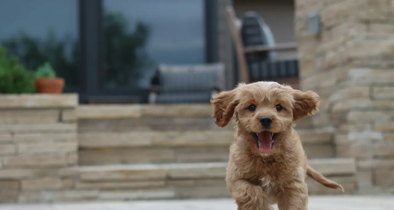 szczeniak na spacerze w parku