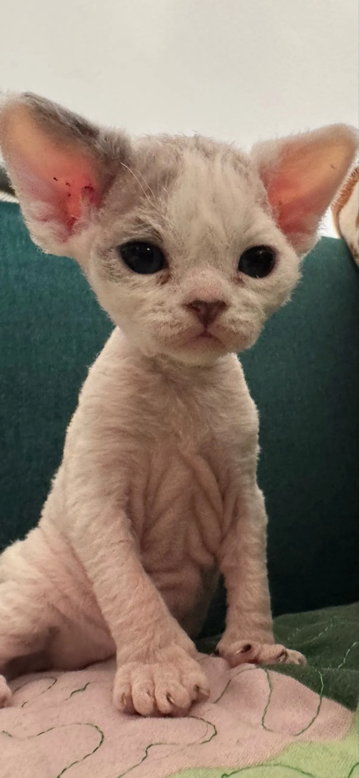 Zdjęcie Devon Rex na sprzedaż - znajdź idealnego kota w Polsce teraz